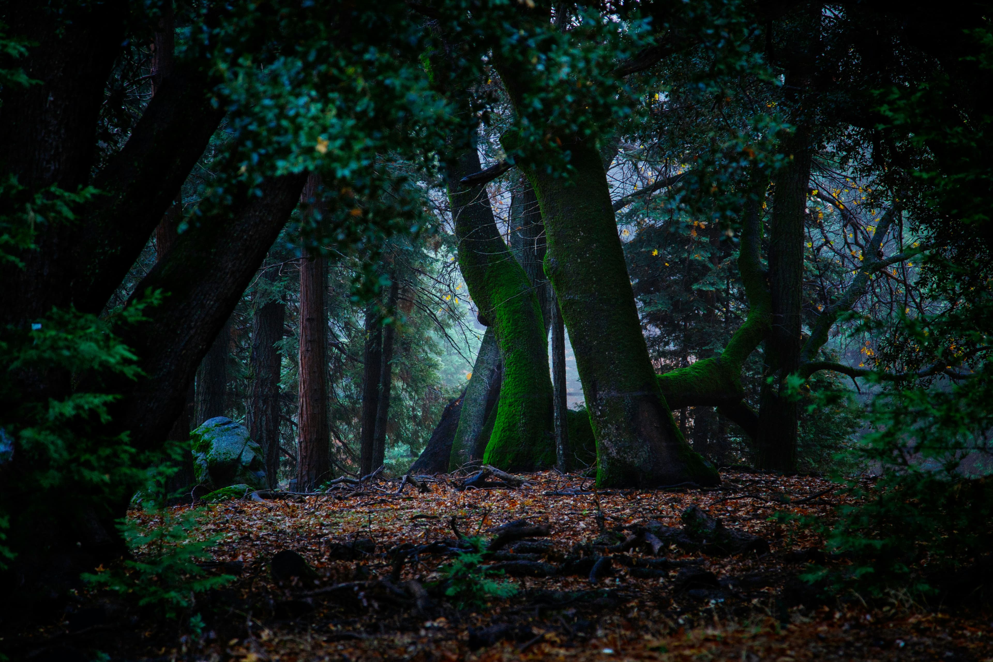 Moss-covered trees on a leaf-strewn forest floor at dusk
