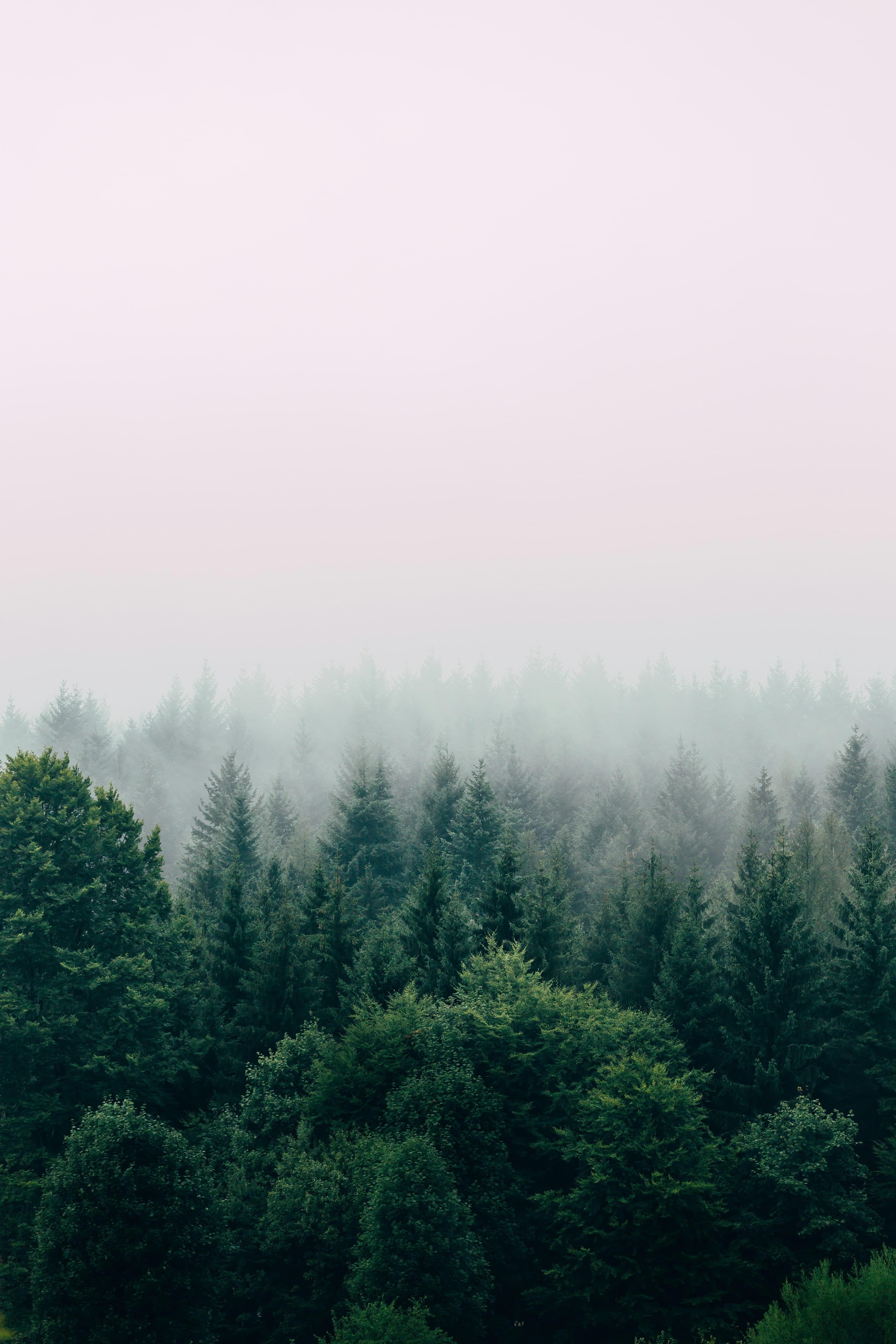 Fog settling over the tops of a spruce forest