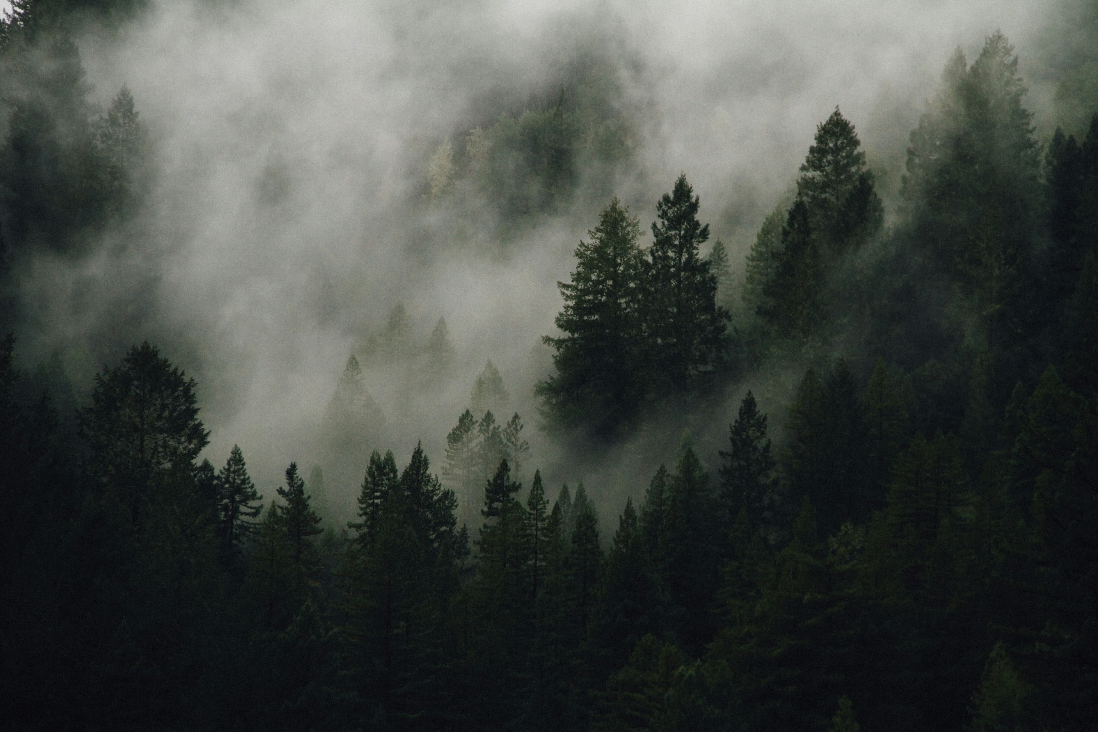 Mist drifting through a dark conifer forest on a hillside