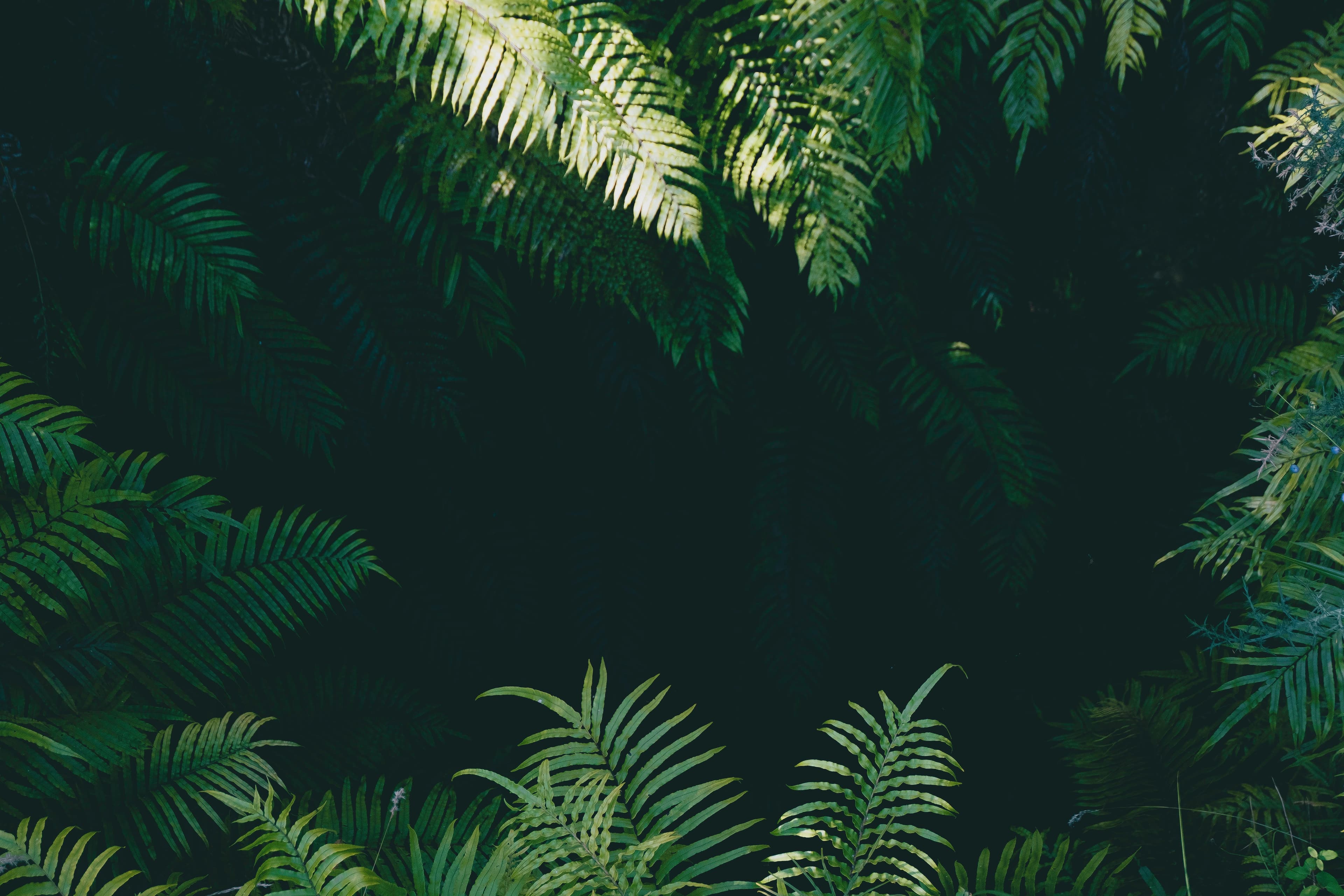 Sunlit fern fronds arranged around a dark clearing